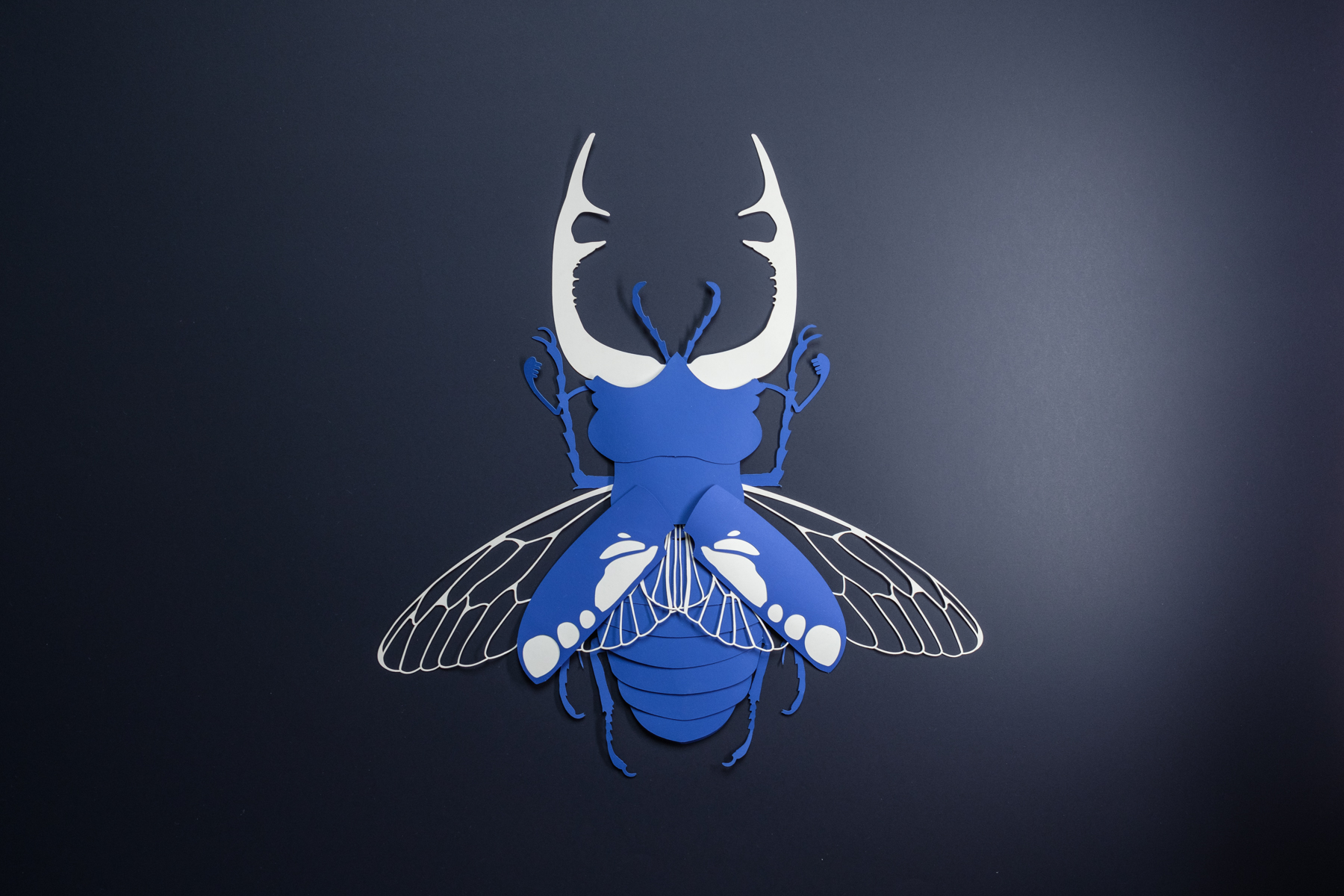 Scarabée bleu
